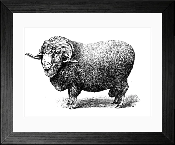 Framed Print : Soissonais sheep Framed Print : Soissonais sheep