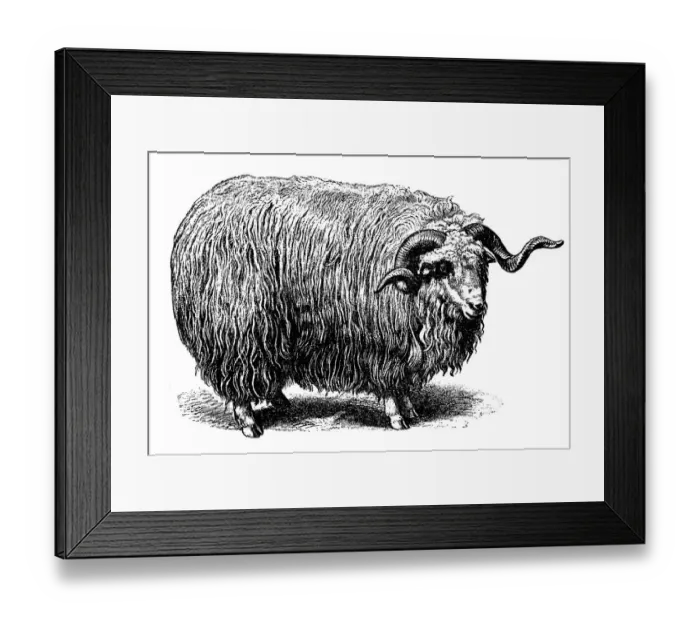 Framed Print : Heidschnucke sheep Framed Print : Heidschnucke sheep