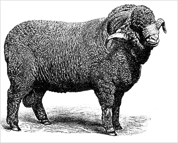 Rambouillet sheep