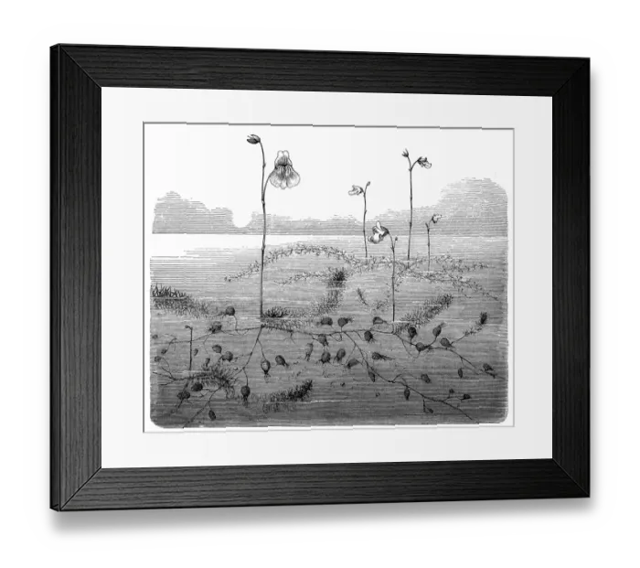 Framed Print : Lesser bladderwort(Utricularia minor) Framed Print : Lesser bladderwort(Utricularia minor)