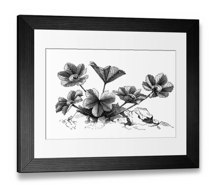 Framed Print : Common ladys mantle (Alchemilla vulgaris) Framed Print : Common ladys mantle (Alchemilla vulgaris)