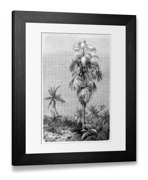 Framed Print : Talipot palm (Corypha umbraculifera) Framed Print : Talipot palm (Corypha umbraculifera)