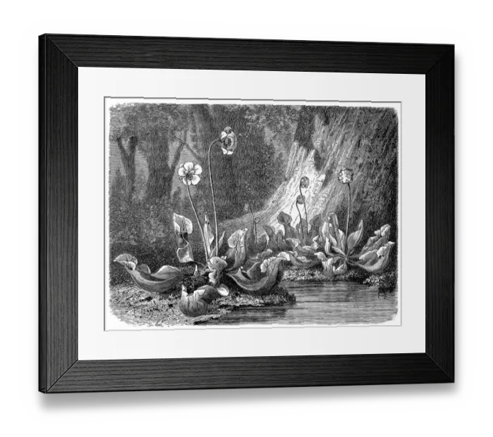 Framed Print : Purple pitcher plant, northern pitcher plant, or side-saddle flower(Sarracenia purpurea) Framed Print : Purple pitcher plant, northern pitcher plant, or side-saddle flower(Sarracenia purpurea)