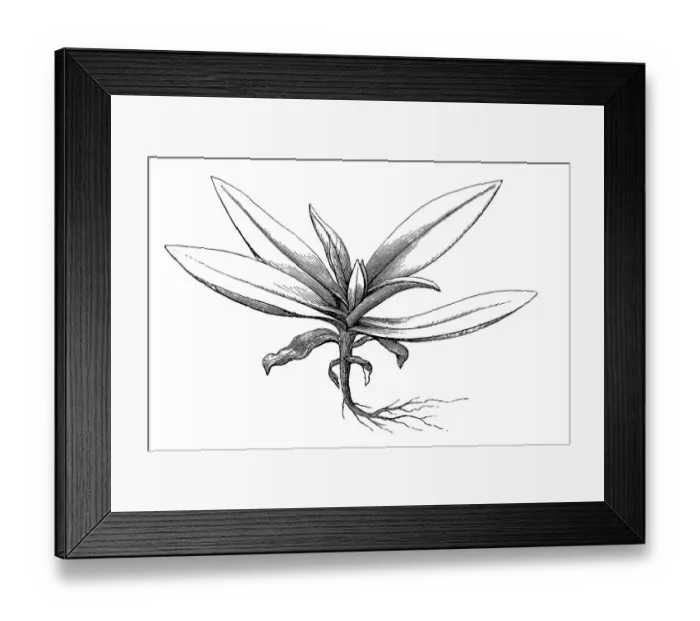 Framed Print : Stemless gentian (Gentiana acaulis)