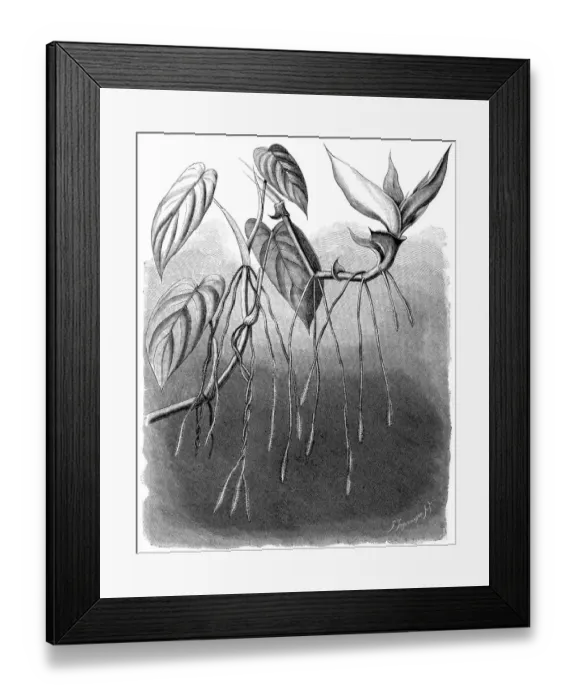 Framed Print : Tradescantia zanonia Framed Print : Tradescantia zanonia