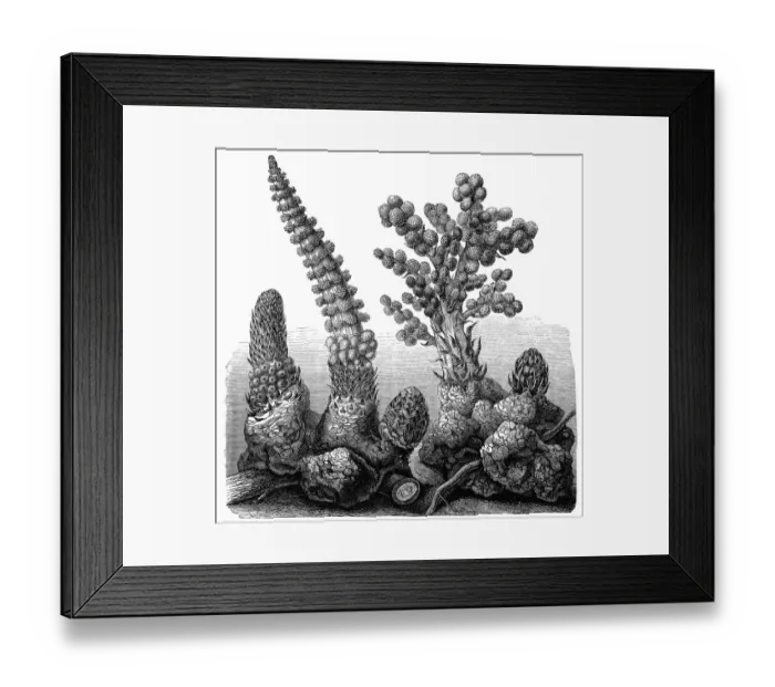 Framed Print : Laphophytom mirabile and Sarcophyte sanguinea Framed Print : Laphophytom mirabile and Sarcophyte sanguinea