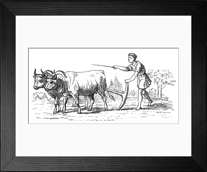 Framed Print : Old agriculture Framed Print : Old agriculture