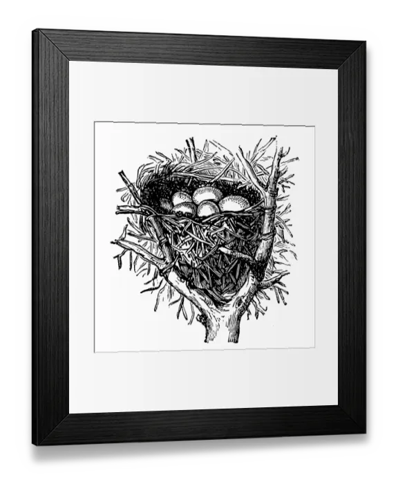 Framed Print : Nest of sedge warbler (Acrocephalus schoenobaenus) Framed Print : Nest of sedge warbler (Acrocephalus schoenobaenus)
