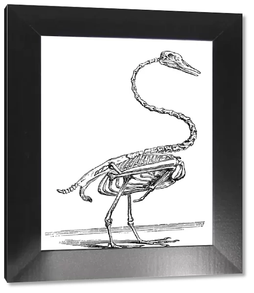 Swan skeleton
