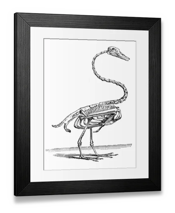 Framed Print : Swan skeleton Framed Print : Swan skeleton