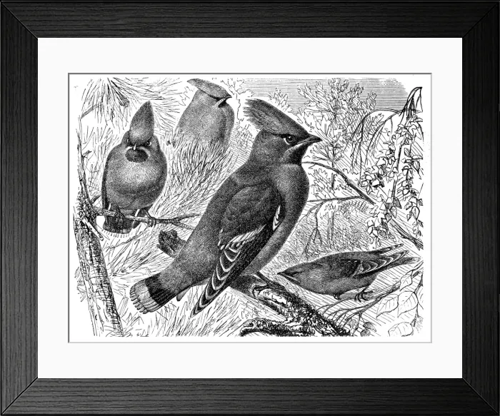 Framed Print : Bohemian Waxwing (Ampelis garrulus) Framed Print : Bohemian Waxwing (Ampelis garrulus)