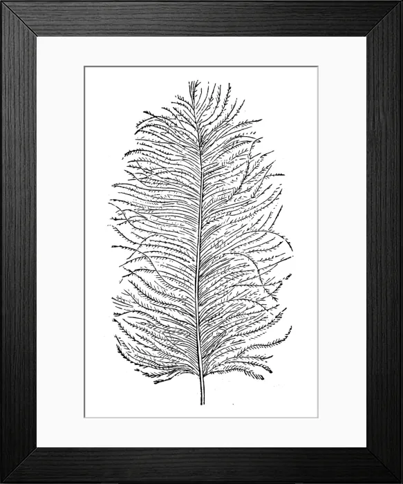 Framed Print : San feather Framed Print : San feather
