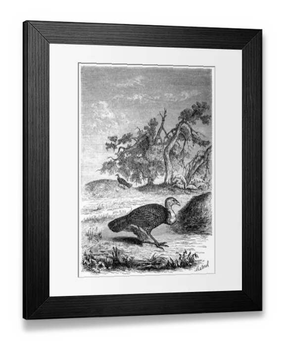 Framed Print : Australian brush-turkey (Alectura lathami)