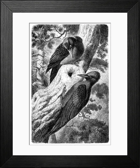 Framed Print : Black Woodpecker (Dryocopus Martius) Framed Print : Black Woodpecker (Dryocopus Martius)