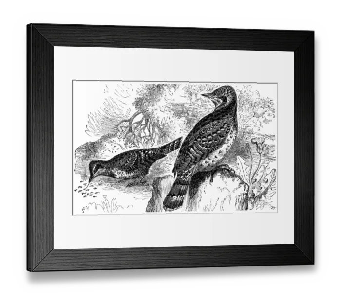 Framed Print : Eurasian wryneck (Jynx torquilla) Framed Print : Eurasian wryneck (Jynx torquilla)