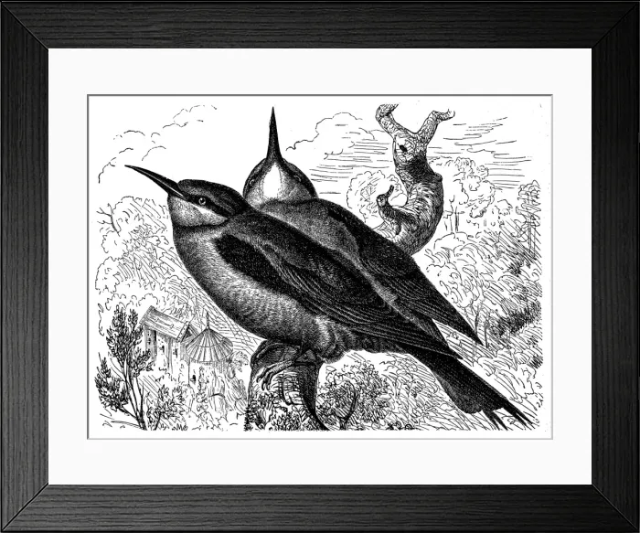 Framed Print : European Bee-eater (Merops apiaster) Framed Print : European Bee-eater (Merops apiaster)