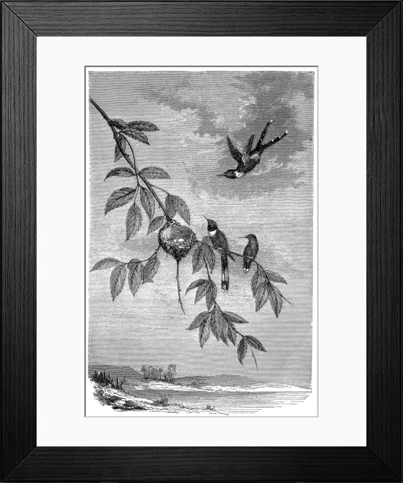 Framed Print : Family of hummingbirds Framed Print : Family of hummingbirds