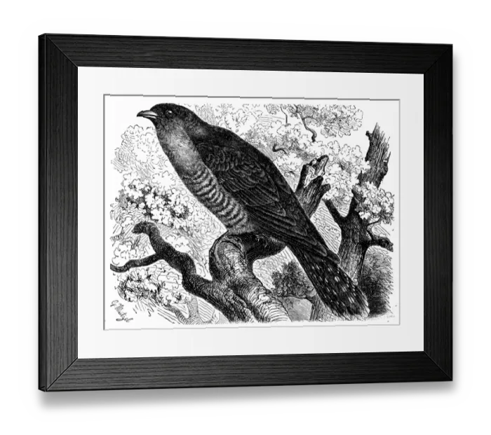 Framed Print : Common cuckoo (Cuculus canorus)