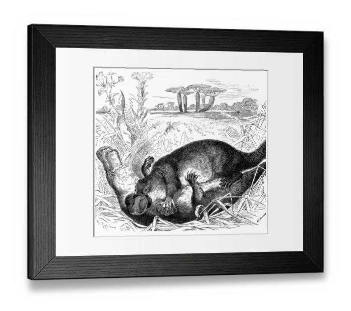 Framed Print : Platypus (Ornithorhynchus anatinus) Framed Print : Platypus (Ornithorhynchus anatinus)