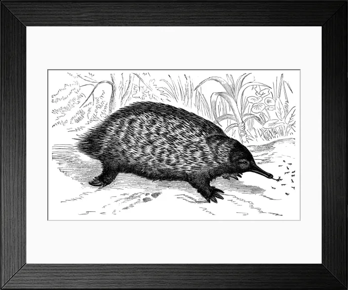 Framed Print : Short-beaked echidna (Tachyglossus aculeatus) Framed Print : Short-beaked echidna (Tachyglossus aculeatus)