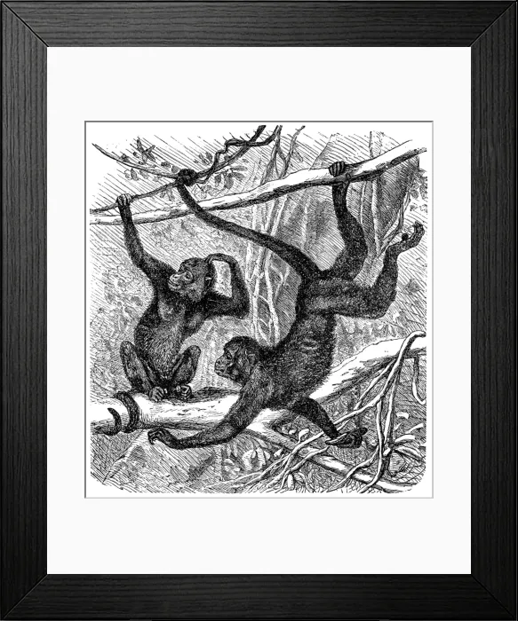 Framed Print : Red-faced spider monkey (Ateles paniscus) Framed Print : Red-faced spider monkey (Ateles paniscus)