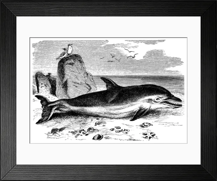 Framed Print : Common Dolphin (Delphinus Delphis) Framed Print : Common Dolphin (Delphinus Delphis)