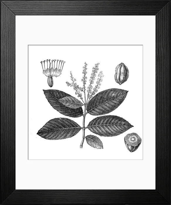Framed Print : Black- or chebulic myrobalan (Terminalia chebula)