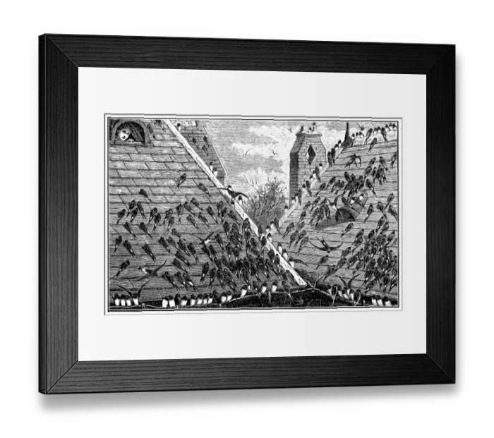 Framed Print : Swallows on roof Framed Print : Swallows on roof
