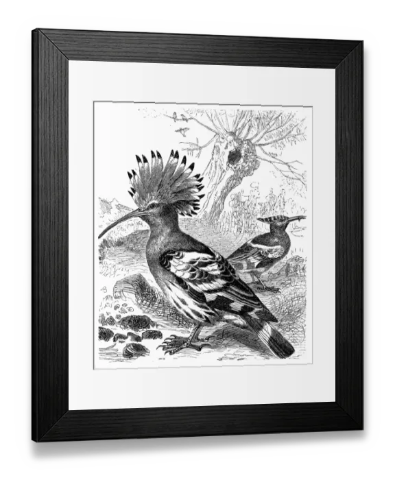 Framed Print : Hoopoe (Upupa Epops) Framed Print : Hoopoe (Upupa Epops)