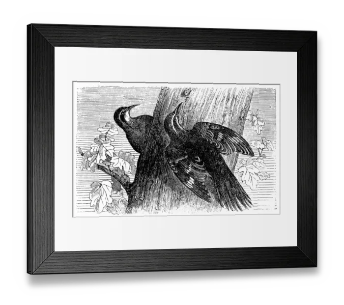 Framed Print : Eurasian Treecreeper or Common Treecreeper(Certhia familiaris) Framed Print : Eurasian Treecreeper or Common Treecreeper(Certhia familiaris)
