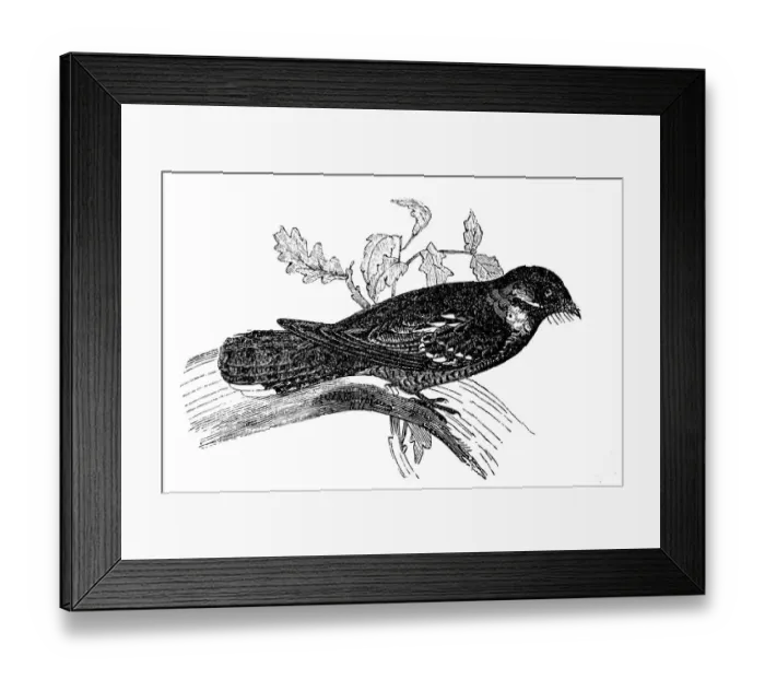 Framed Print : Eurasian nightjar (Caprimulgus europaeus) Framed Print : Eurasian nightjar (Caprimulgus europaeus)