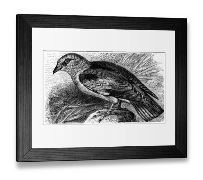Framed Print : European roller (Coracias garrulus) Framed Print : European roller (Coracias garrulus)