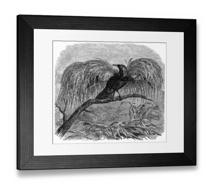 Framed Print : Greater Bird-of-paradise (Paradisaea apoda) Framed Print : Greater Bird-of-paradise (Paradisaea apoda)