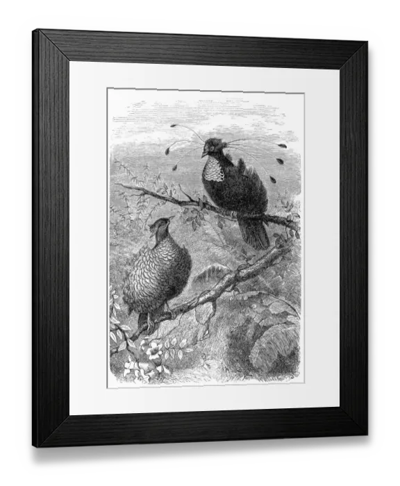 Framed Print : King bird-of-paradise (Cicinnurus regius)
