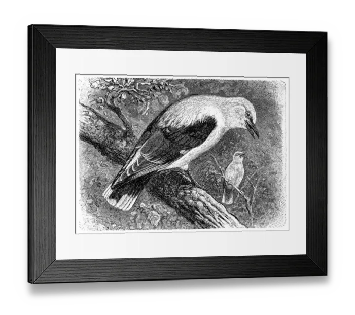 Framed Print : Golden oriole (Oriolus oriolus) Framed Print : Golden oriole (Oriolus oriolus)