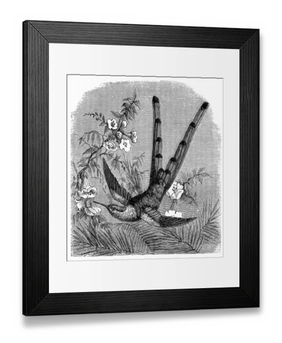 Framed Print : Red-tailed comet hummingbird (Sappho sparganurus) Framed Print : Red-tailed comet hummingbird (Sappho sparganurus)