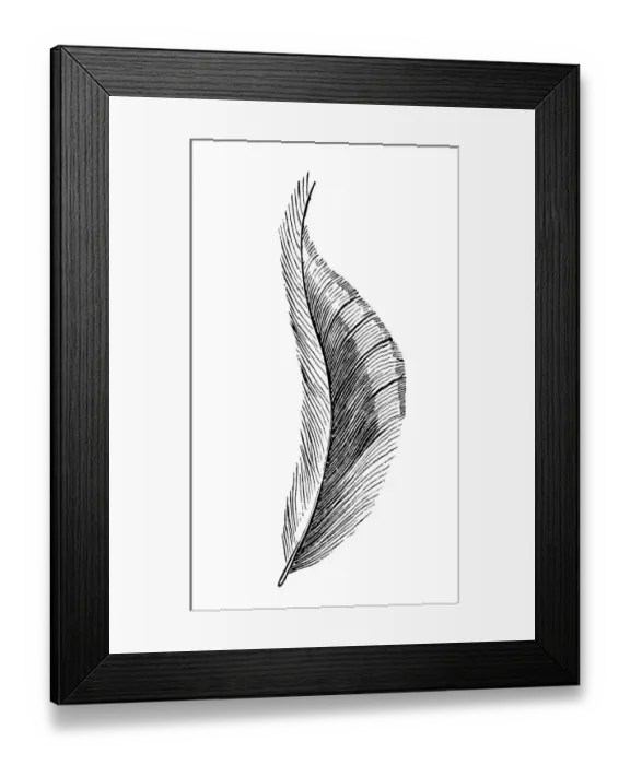 Framed Print : Feather. Illustration engraving of a feather Framed Print : Feather. Illustration engraving of a feather
