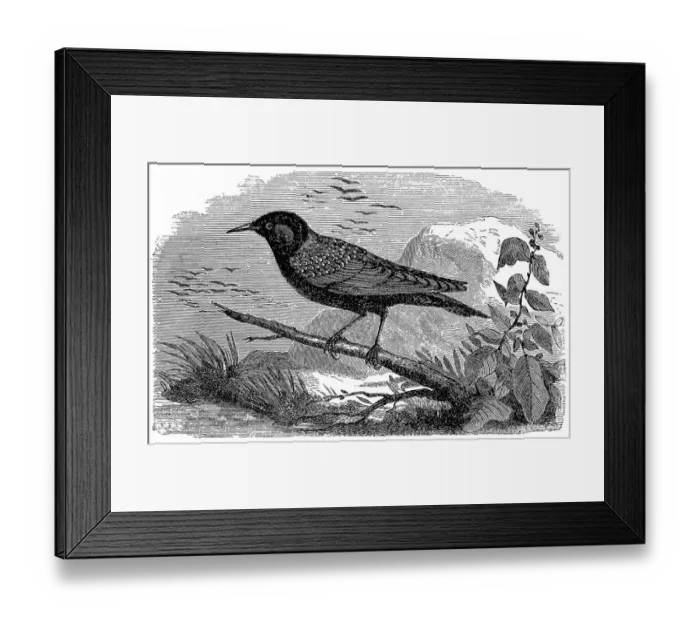 Framed Print : Common starling (Sturnus vulgaris) Framed Print : Common starling (Sturnus vulgaris)