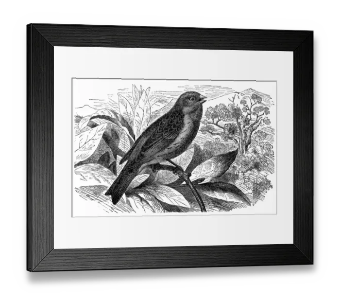 Framed Print : Atlantic Canary (Serinus Canaria) Framed Print : Atlantic Canary (Serinus Canaria)