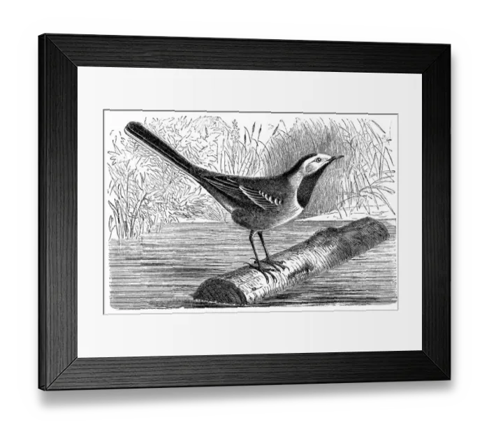 Framed Print : White wagtail (Motacilla alba) Framed Print : White wagtail (Motacilla alba)