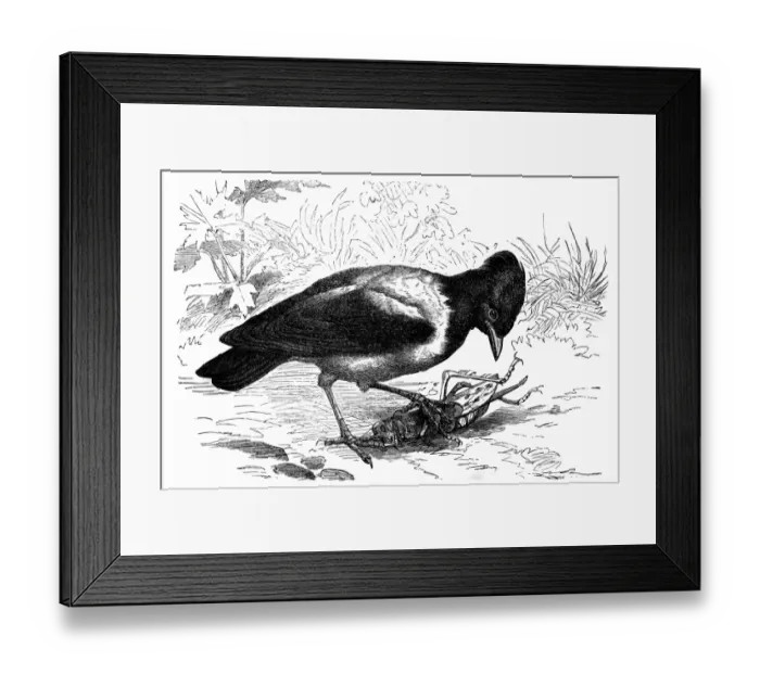 Framed Print : Rosy starling (Pastor roseus) Framed Print : Rosy starling (Pastor roseus)