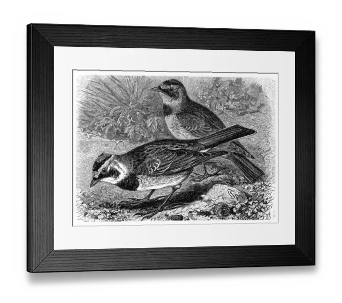 Framed Print : Horned lark (Eremophila alpestris) Framed Print : Horned lark (Eremophila alpestris)
