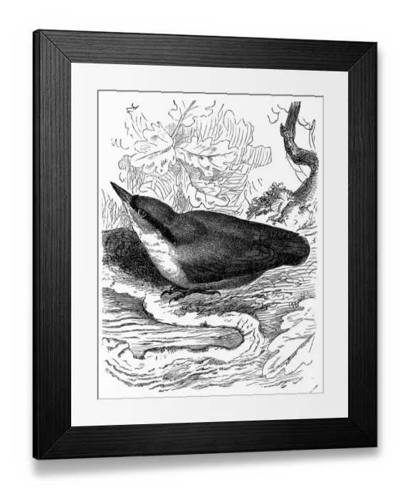Framed Print : Eurasian nuthatch or wood nuthatch (Sitta europaea) Framed Print : Eurasian nuthatch or wood nuthatch (Sitta europaea)