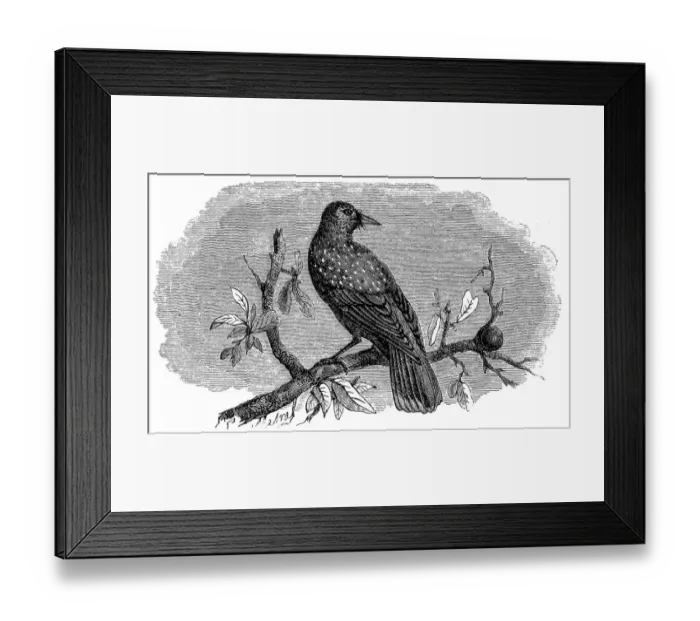 Framed Print : Spotted nutcracker, Eurasian nutcracker, or just nutcracker, (Nucifraga caryocatactes) Framed Print : Spotted nutcracker, Eurasian nutcracker, or just nutcracker, (Nucifraga caryocatactes)