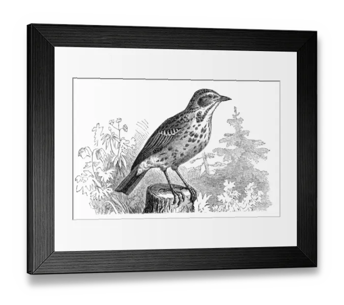 Framed Print : Tree Pipit (Anthus trivialis)