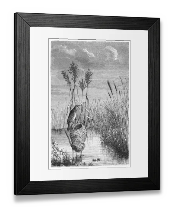 Framed Print : Great reed warbler (Acrocephalus arundinaceus) Framed Print : Great reed warbler (Acrocephalus arundinaceus)