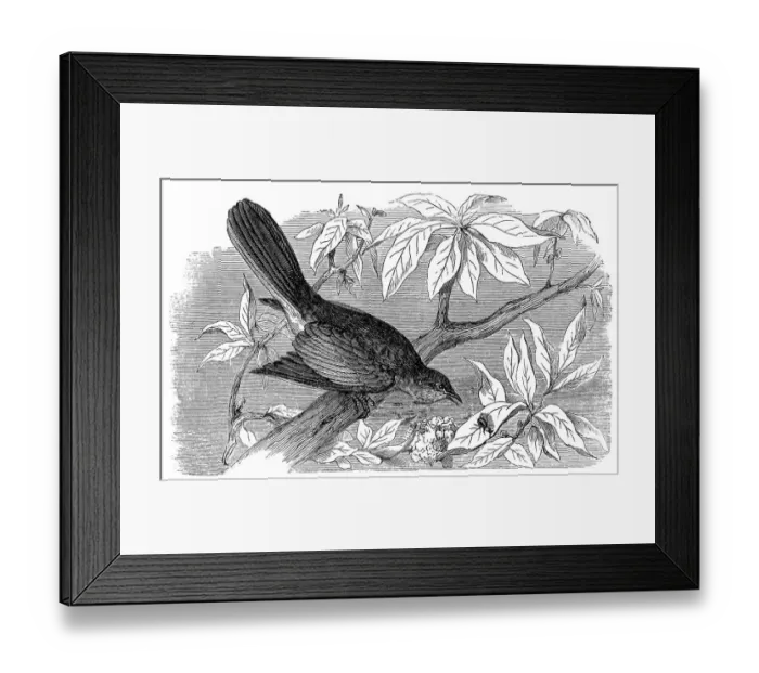 Framed Print : Northern mockingbird (Mimus polyglottos) Framed Print : Northern mockingbird (Mimus polyglottos)