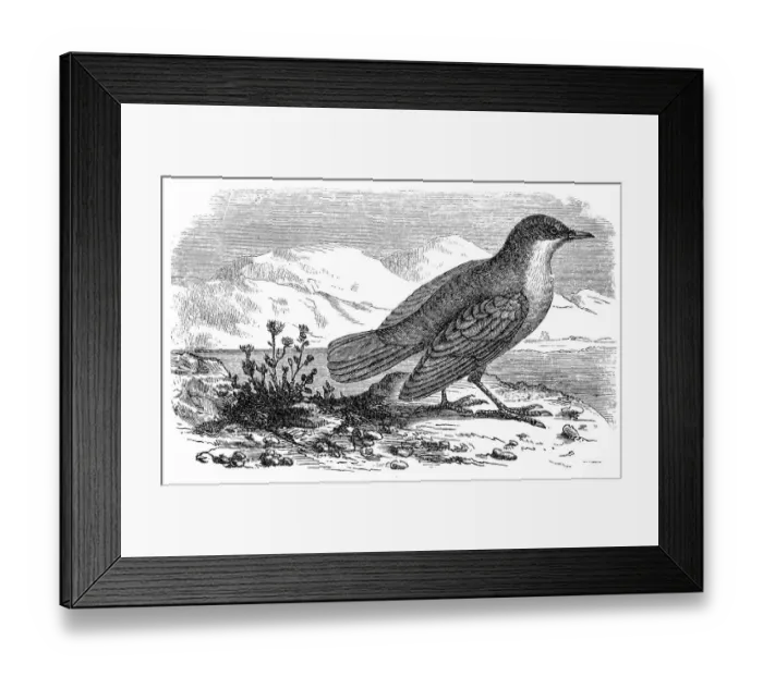 Framed Print : White-throated Dipper (Cinclus cinclus) Framed Print : White-throated Dipper (Cinclus cinclus)