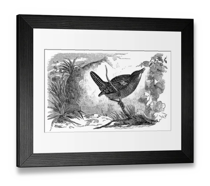 Framed Print : Troglodytes (wren) Framed Print : Troglodytes (wren)
