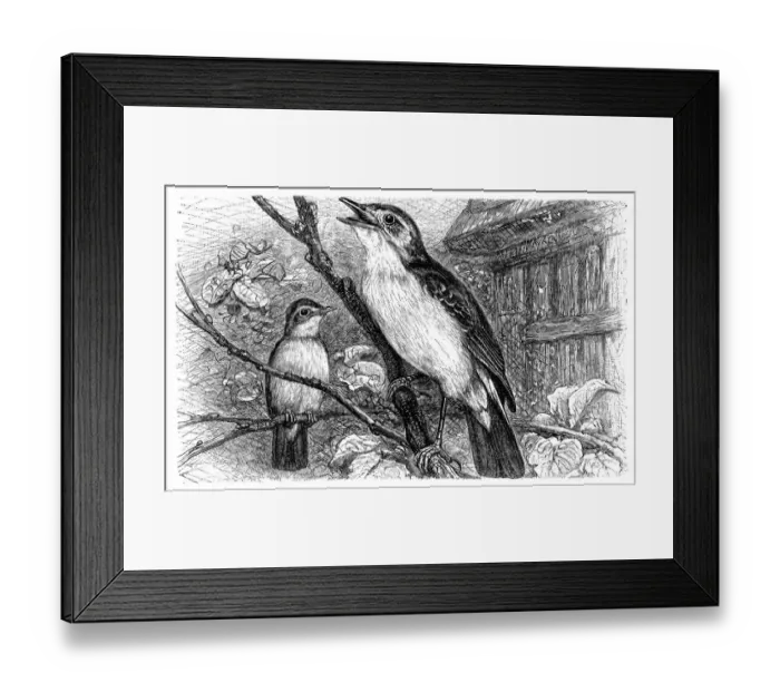 Framed Print : Melodious Willow Warbler (Hypolais philomela)